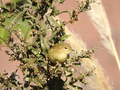 Phylloscopus collybita