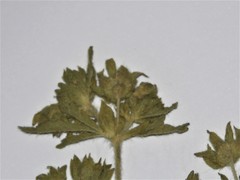 Potentilla norvegica