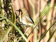 Phylloscopus collybita