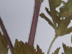 Potentilla norvegica