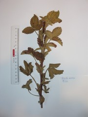 Potentilla norvegica