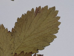 Potentilla norvegica