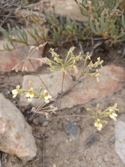 Pelargonium luteolum