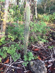Pilosocereus gaumeri