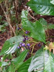 Palicourea brachiata