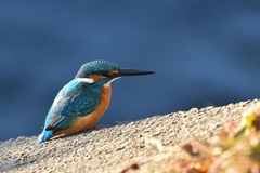 Alcedo atthis