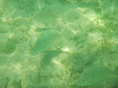 Archosargus rhomboidalis