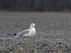 Media resource of Larus delawarensis