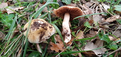 Cortinarius livido-ochraceus