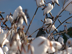 Junco hyemalis image