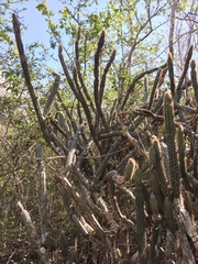Pilosocereus gaumeri