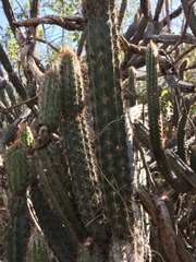 Pilosocereus gaumeri