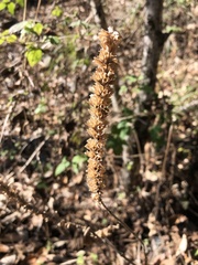 Comanthosphace formosana