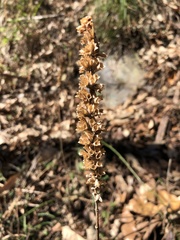 Comanthosphace formosana