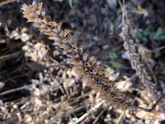 Comanthosphace formosana