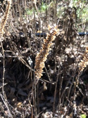 Comanthosphace formosana