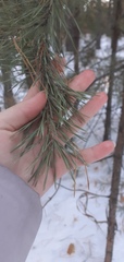 Pinus sylvestris