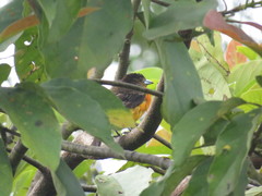 Ramphocelus flammigerus