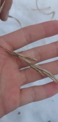 Bromus inermis