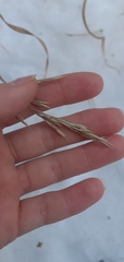 Bromus inermis