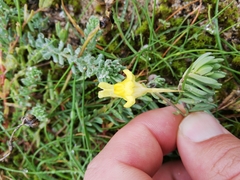 Linaria polygalifolia