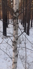 Betula pendula