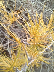 Asparagus retrofractus