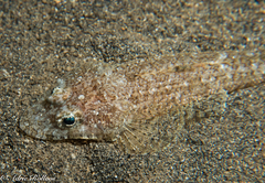 Cymbacephalus beauforti