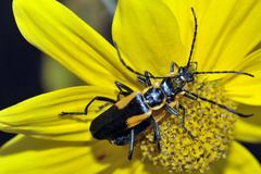 Chauliognathus deceptus