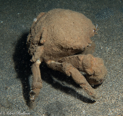 Lauridromia dehaani