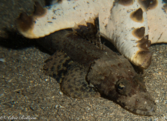 Cymbacephalus beauforti