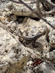 Sceloporus graciosus graciosus