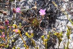 Oxalis polyphylla pentaphylla