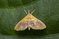 Mabra eryxalis