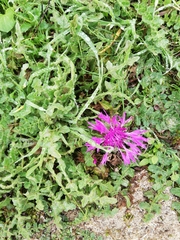 Centaurea polyacantha
