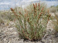 Atriplex gardneri falcata