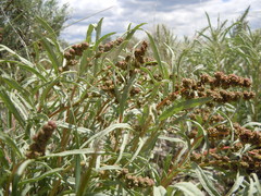 Atriplex gardneri falcata