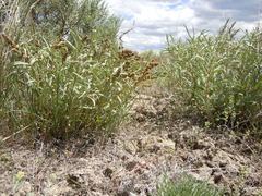 Atriplex gardneri falcata