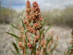 Atriplex gardneri falcata