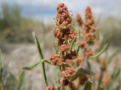 Atriplex gardneri falcata