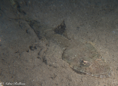 Cymbacephalus beauforti