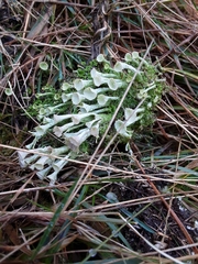 Cladonia
