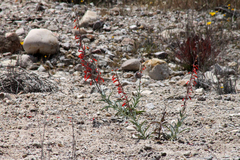 Penstemon centranthifolius