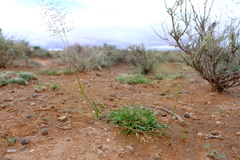 Eragrostis chloromelas