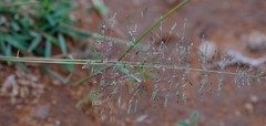 Eragrostis chloromelas