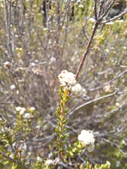 Phylica rogersii