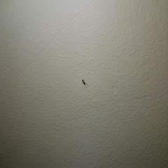 Cyrtorhinus lividipennis