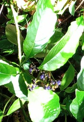 Palicourea brachiata