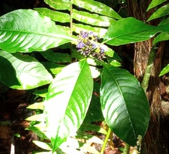 Palicourea brachiata