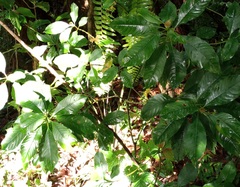 Palicourea brachiata